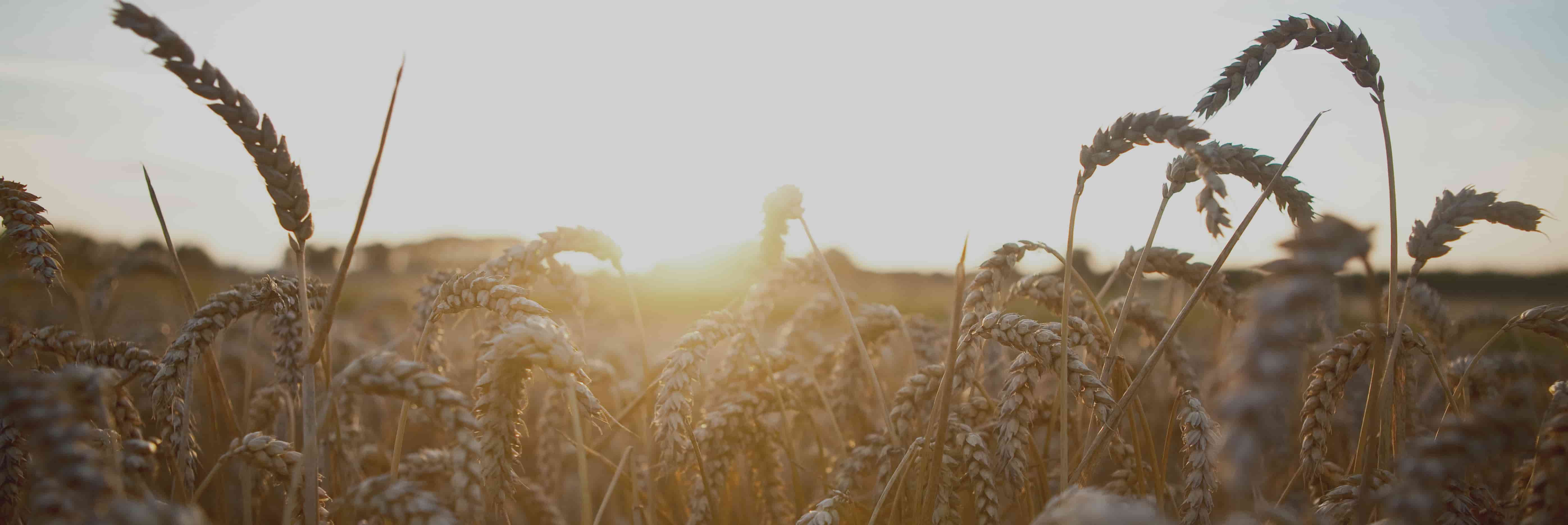 Crop Land